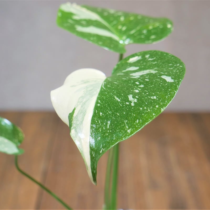 マドカズラ斑入り 美苗 バリエガータ モンステラ Monstera 3号鉢