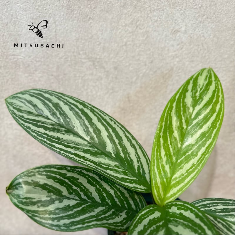 アグラオネマカーティシー　親株　子株付き 特選親株・子株3本】アグラオネマ・カーティシー Aglaonema