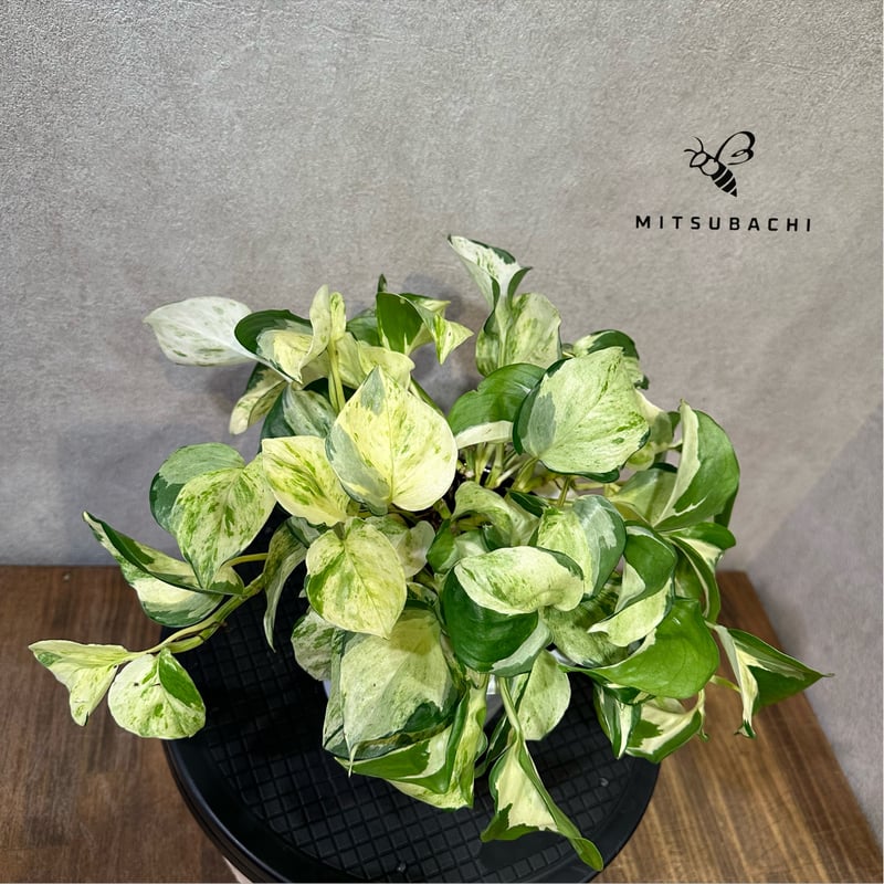 ポトス ステータス 5号 | Green Shop MITSUBACHI