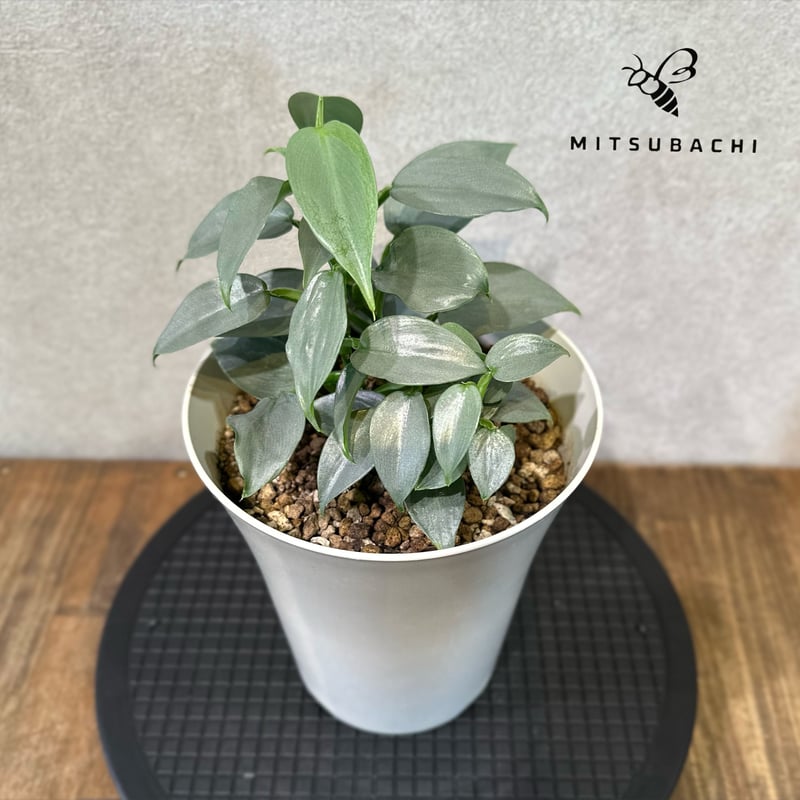 フィロデンドロン シルバーメタル 5号 | Green Shop MITSUBACHI