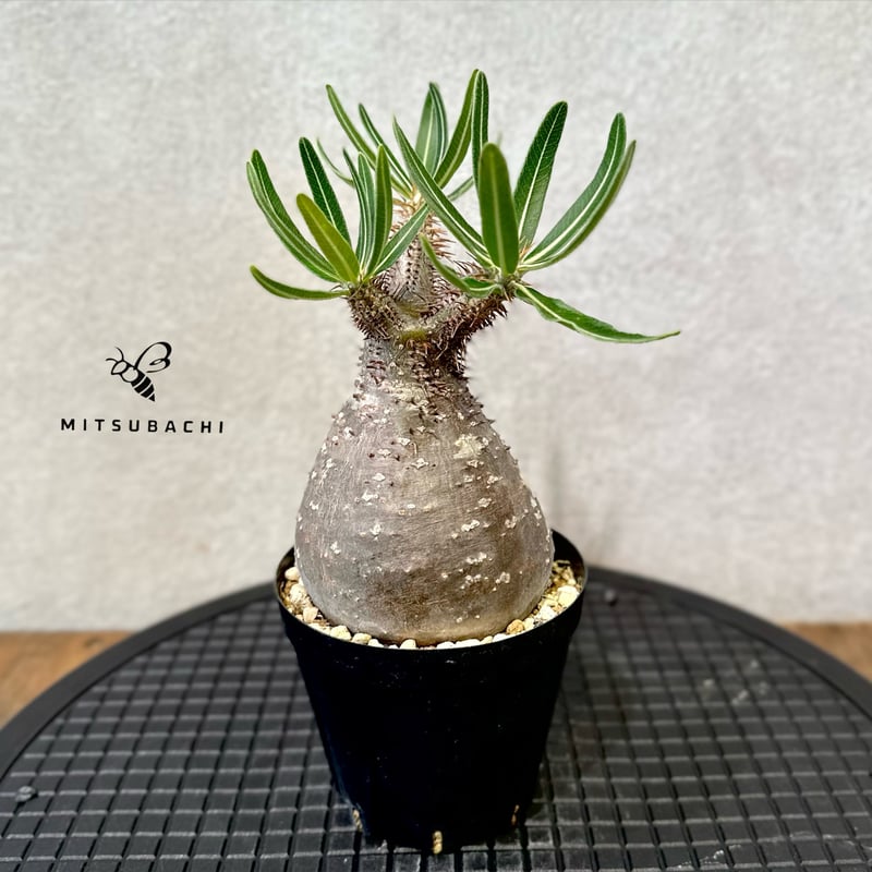 グラキリス 3号 | Green Shop MITSUBACHI