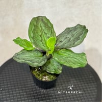 ケンフェリア　エレガンス　シャザム　3号