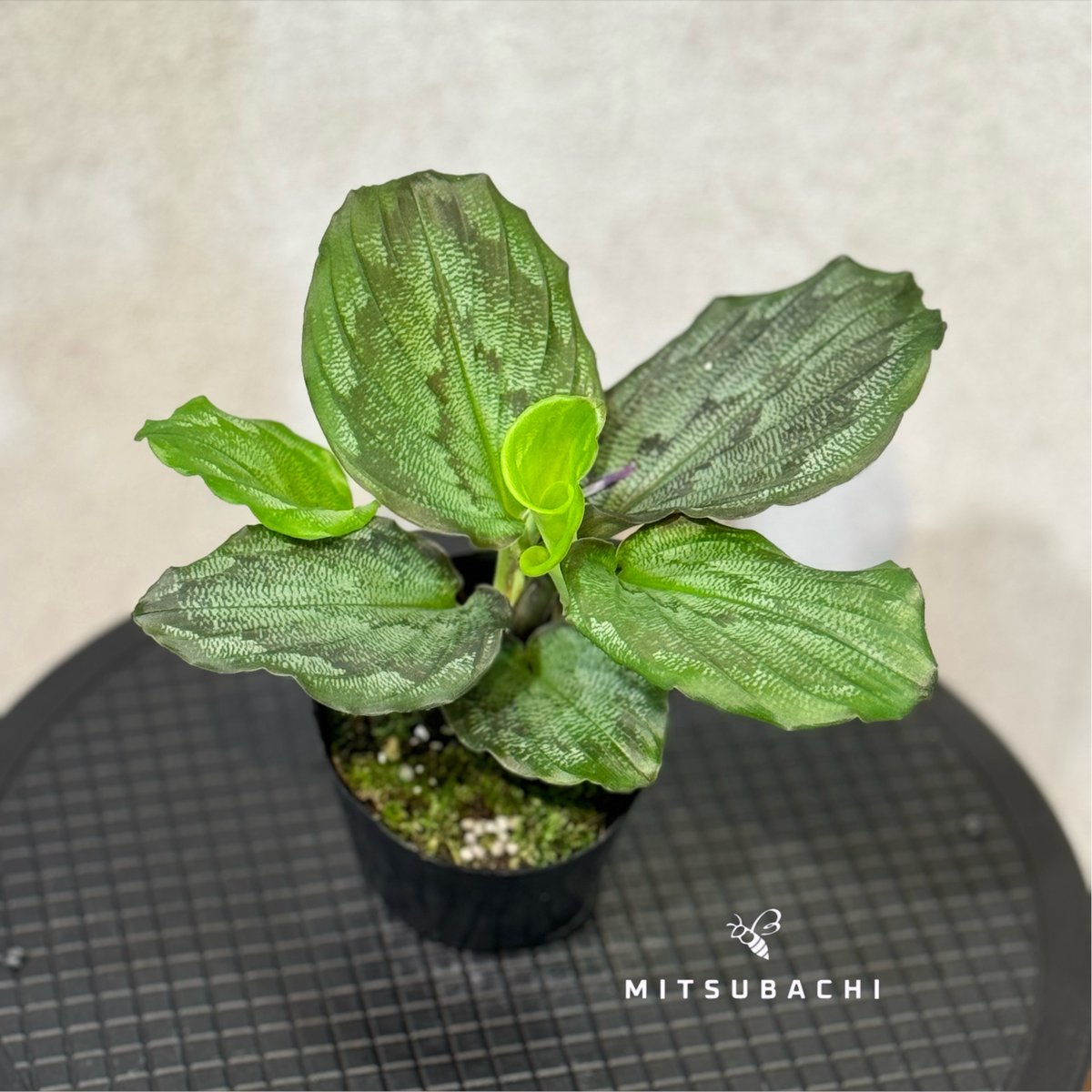 ケンフェリア エレガンス シャザム 3号 | Green Shop MITSUBACHI