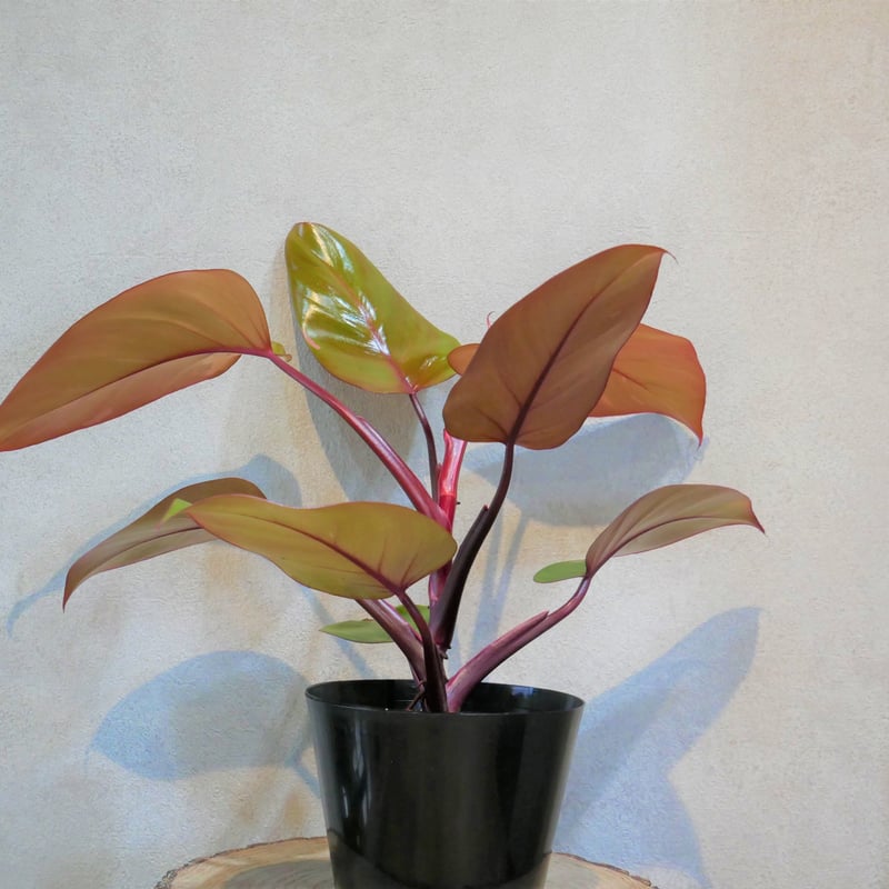 104 フィロデンドロン　パーシモンプリンセス　美株 フィロデンドロン • パーシモンプリンセス Pof］Philodendron
