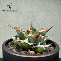 アガベ チタノタ 胖鯨 4号 【Dragon AGAVE】
