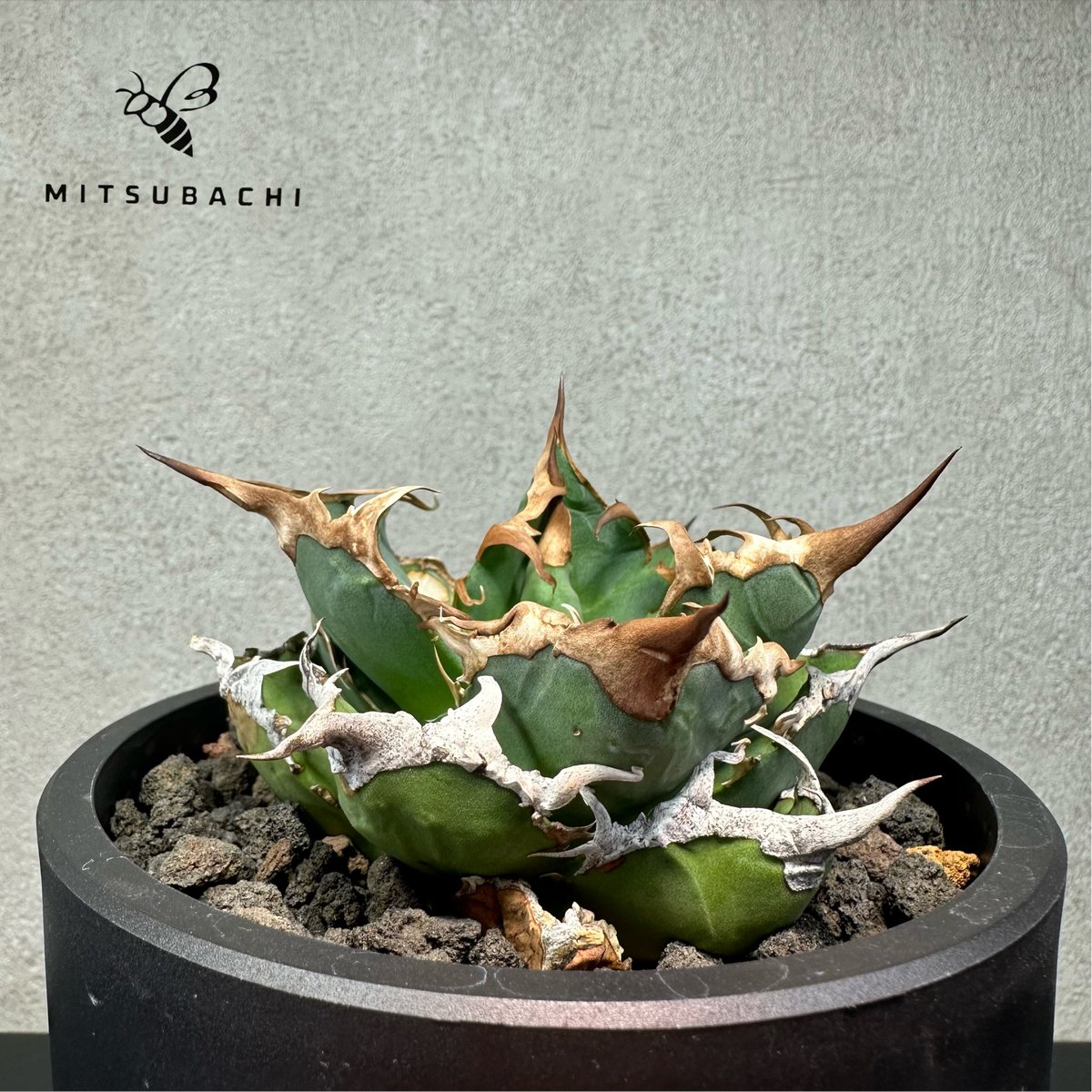 アガベ チタノタ 胖鯨 4号 【Dragon AGAVE】 | Green Shop MITS