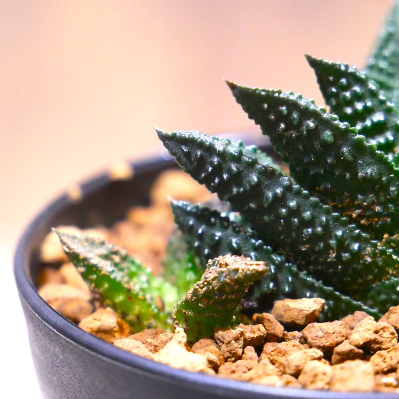 ハオルチアハオルシア多肉植物グロエネワルディー錦groenewaldii