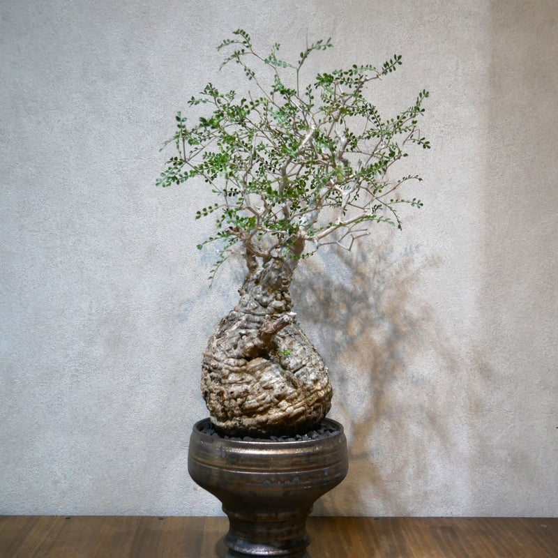 オペルクリカリア パキプス | Green Shop MITSUBACHI