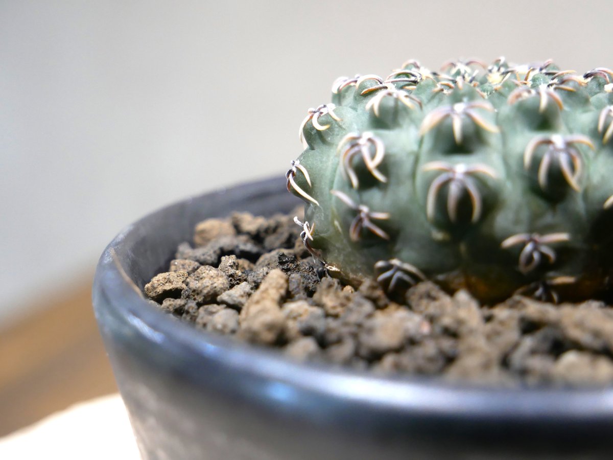 ギムノカリキウム 黒棘鳳頭 漆黒剛棘 【公式通販】