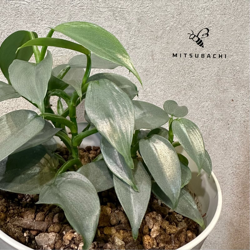 フィロデンドロン シルバーメタル 5号 | Green Shop MITSUBACHI