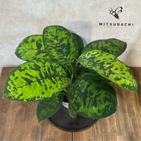 ホマロメナ　カモフラージュ　5号