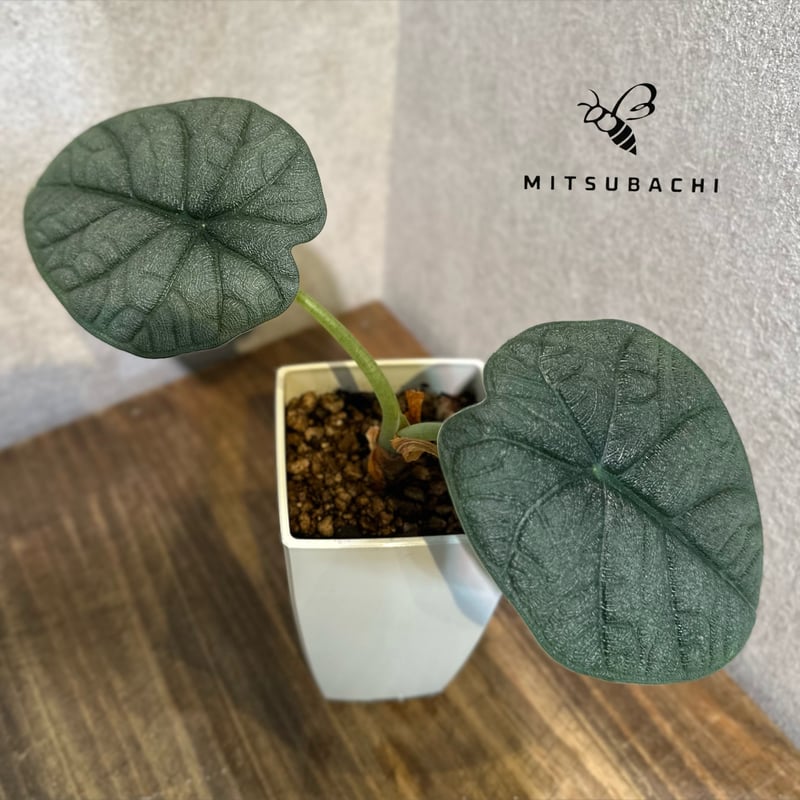 【レア】 アロカシア　メロ　斑入 アロカシア・メロ/ルゴサ 斑入り？ : r/RareHouseplants