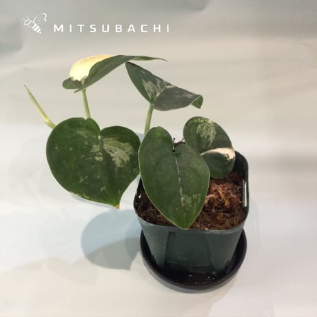 スキンダブサス　マングライ　2.5号