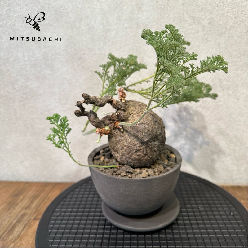 Pelargonium triste ペラルゴニウム トリステ 鉢付 Pelargonium triste ペラルゴニウム トリステ 鉢付