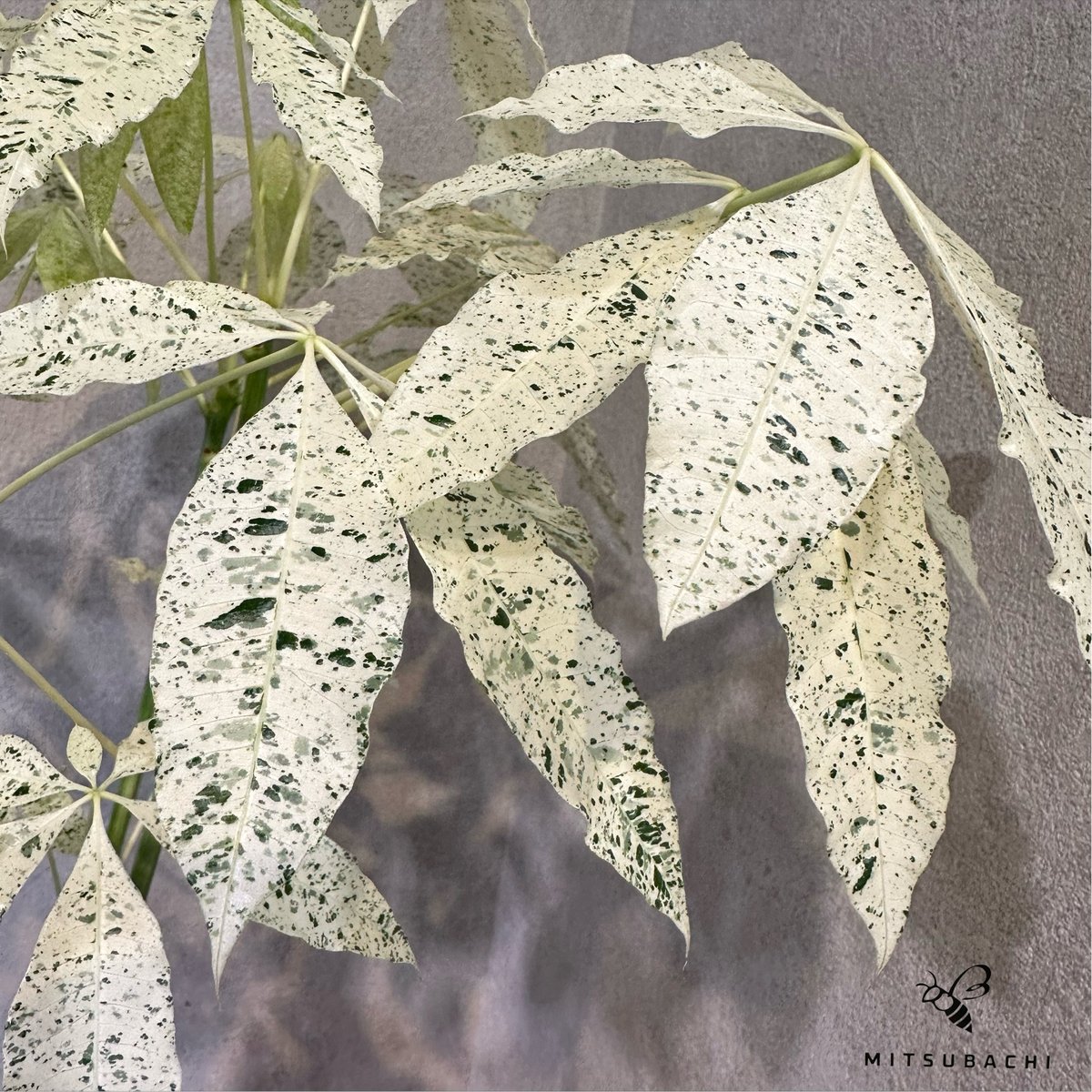 パキラ ミルキーウェイ 5号 | Green Shop MITSUBACHI