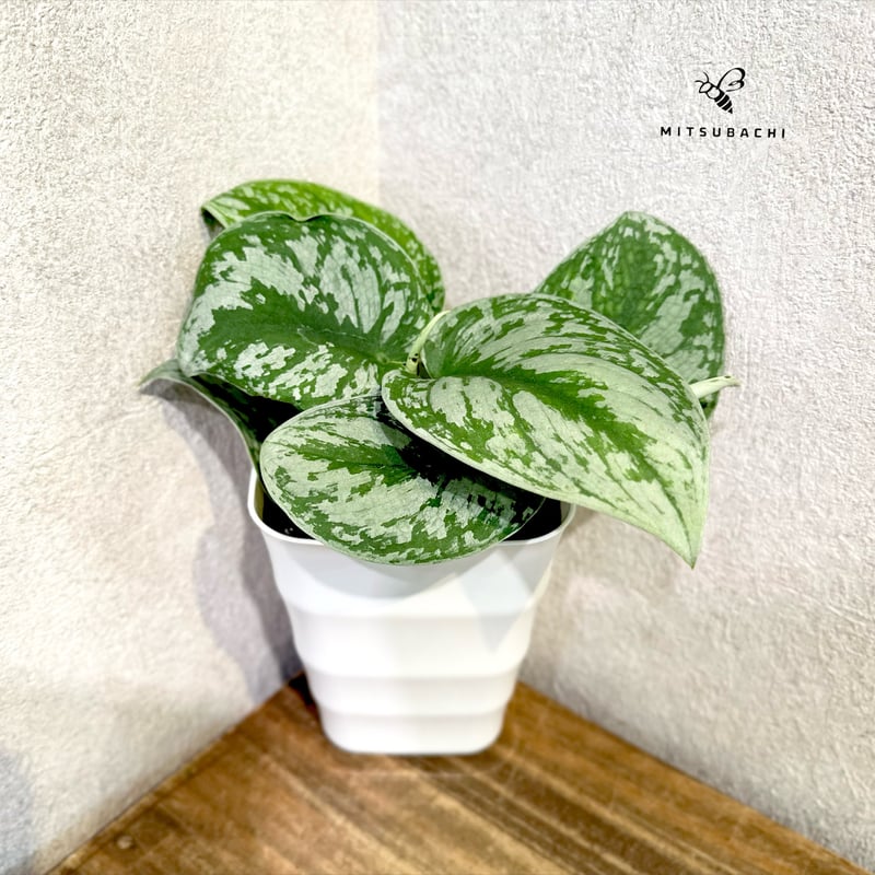 スキンダプサス ピクタス 4号 | Green Shop MITSUBACHI