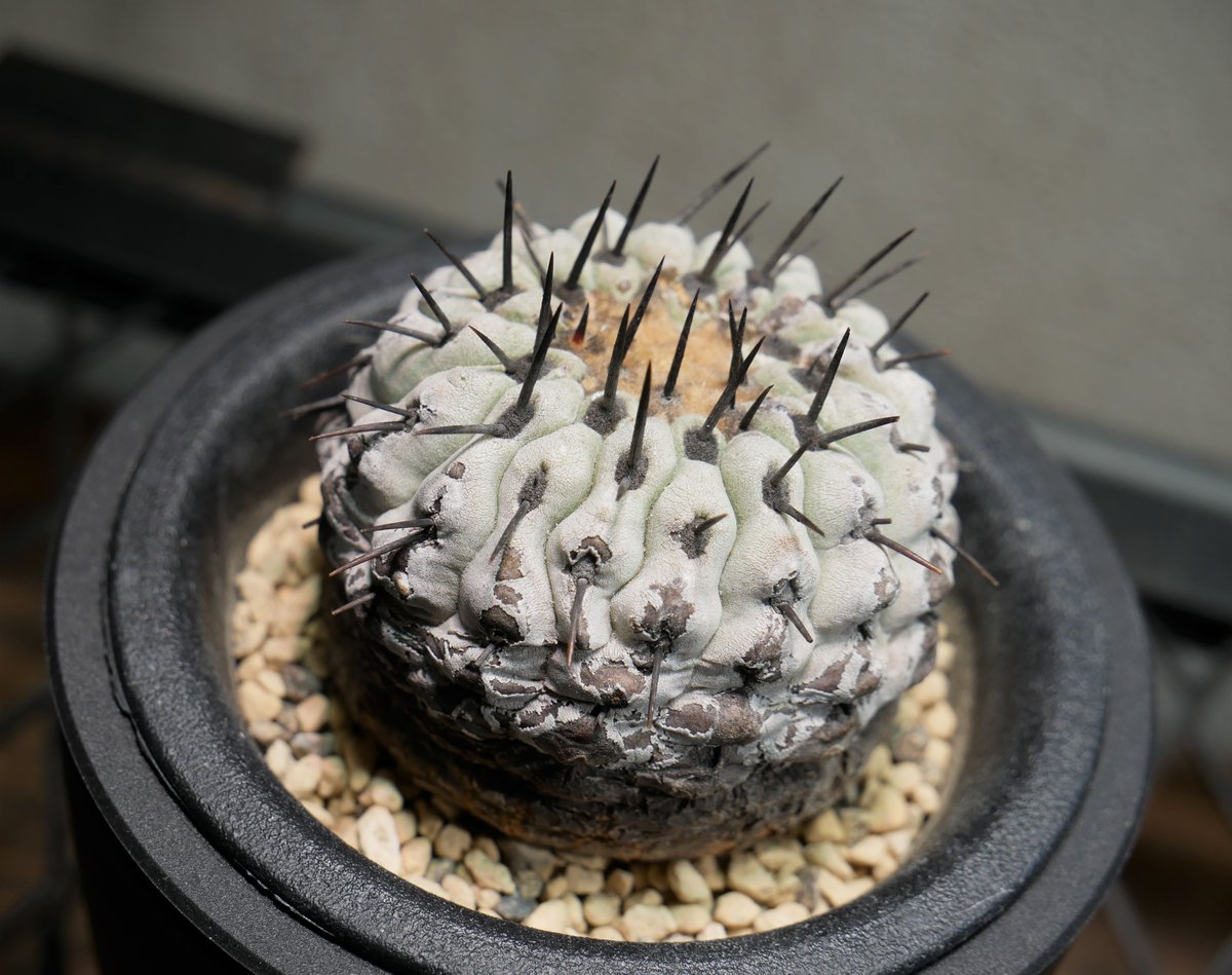 コピアポア コルムナアルバ 孤竜丸 A | Green Shop MITSUBACHI