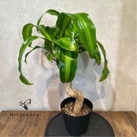 アグラオネマ カーティシー 4号 | Green Shop MITSUBACHI