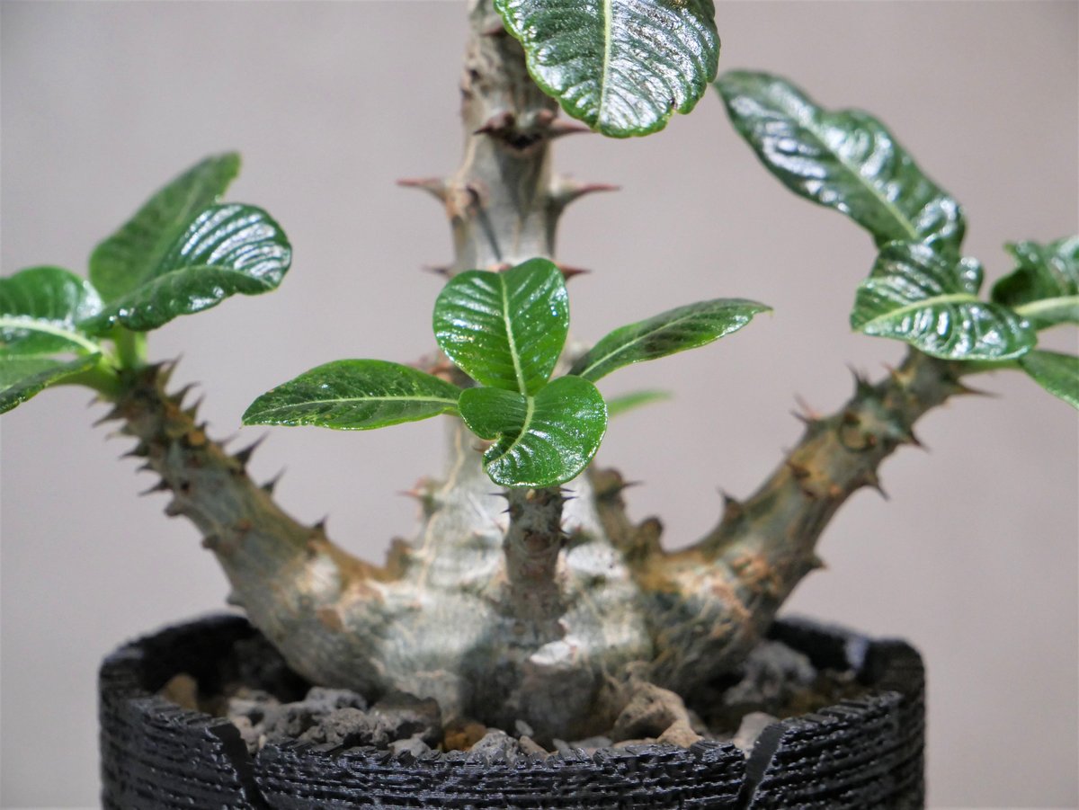 パキポディウム ウィンゾリー 鉢set | Green Shop MITSUBACHI 