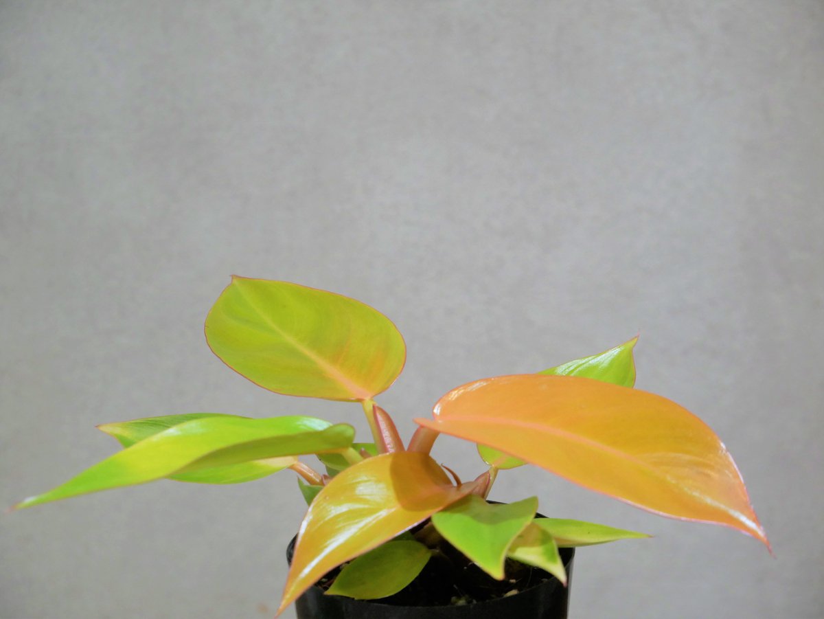 Pof］Philodendron Orange Princess フィロデンドロン・オレンジ