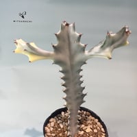 ユーフォルビア L. クリスタータ　3号