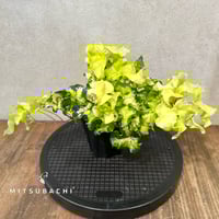 美品 アグラオネマ カーティシー 4号鉢 アグラオネマ ビューティ【観葉