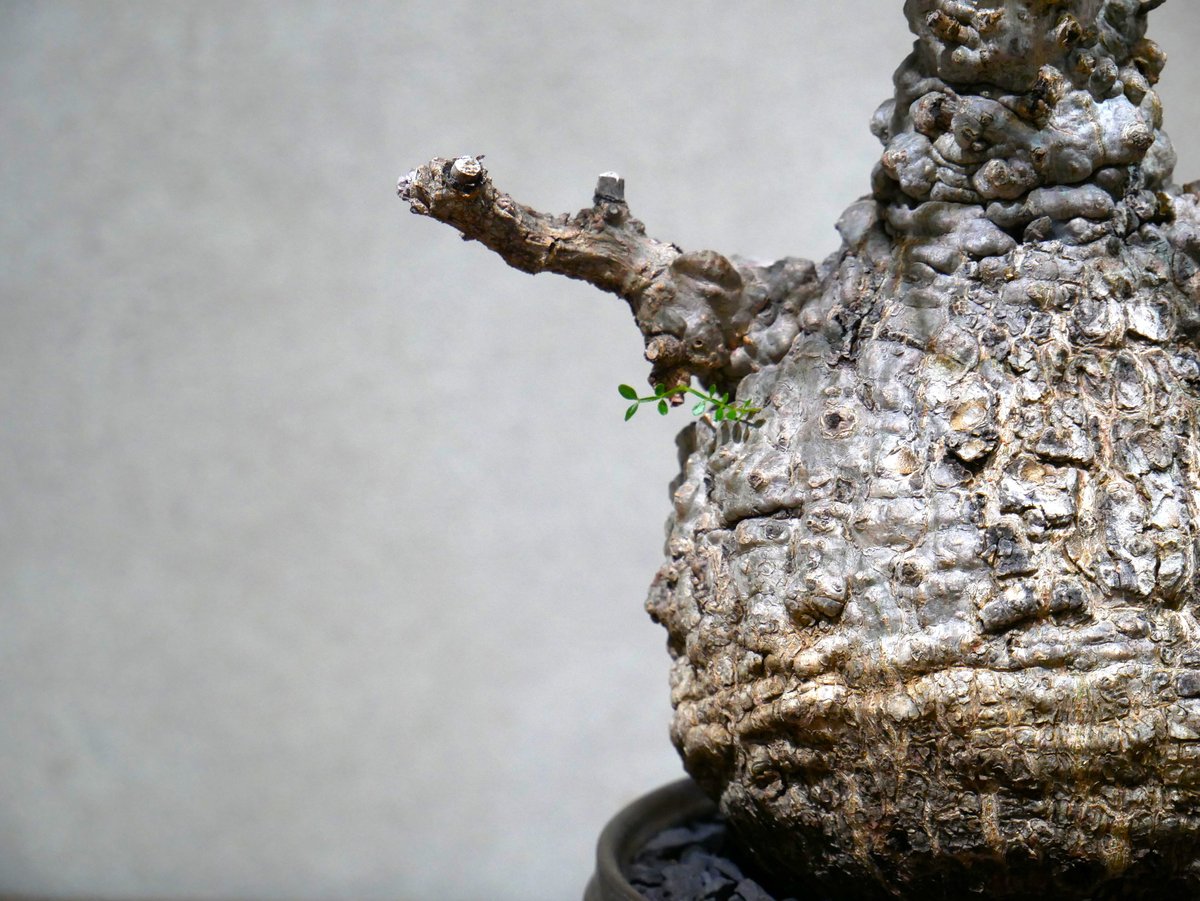 オペルクリカリア パキプス | Green Shop MITSUBACHI