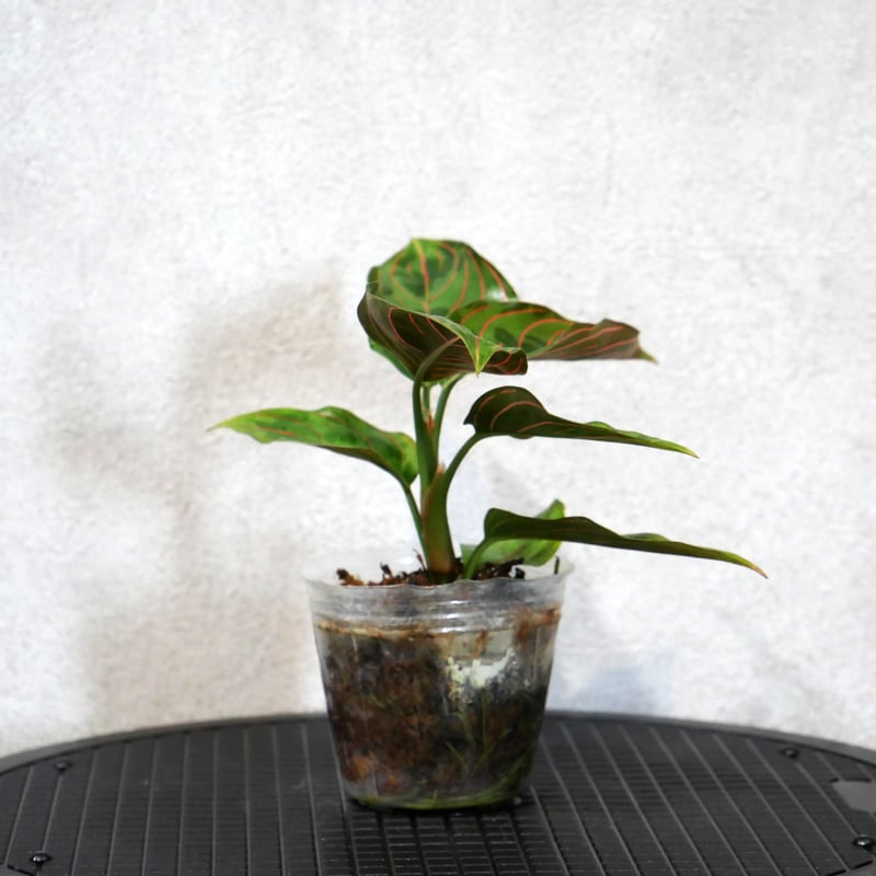 アグラオネマ レッドアーミー 2.5号 | Green Shop MITSUBACHI