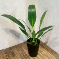アンス　ウィルデノウノ　4号