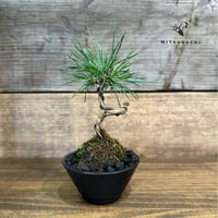 松黒松　3号