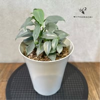 フィロデンドロン　シルバーメタル　5号