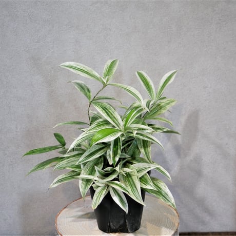 CATEGORY 小鉢(5号以下) | Green Shop MITSUBACHI CATEGORY 小鉢(5号以下) | Green Shop MITSUBACHI
