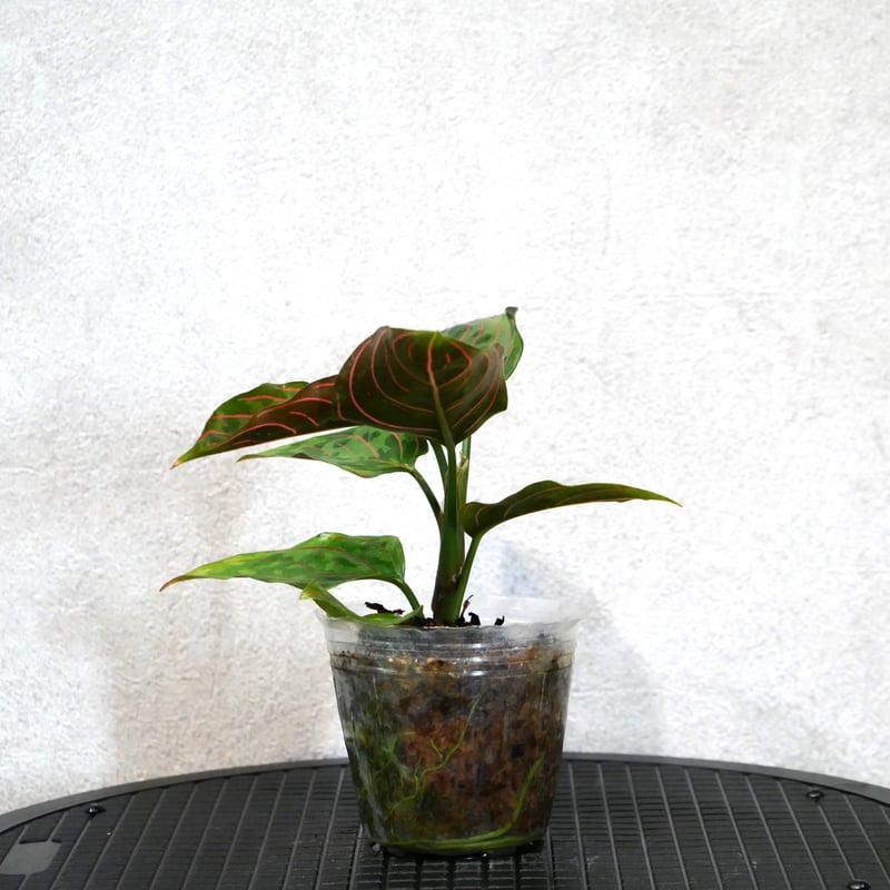 アグラオネマ レッドアーミー 2 陶器鉢 お皿付き ショーン様確認用