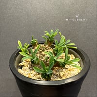 ユーフォルビア　ガビザン　3号