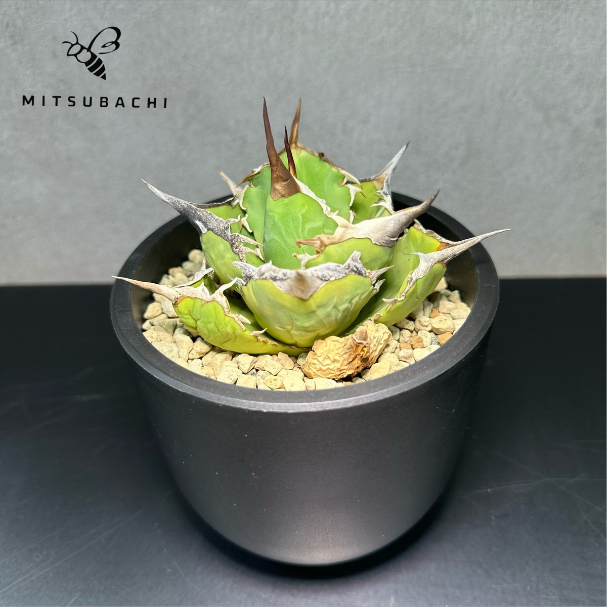 アガベ チタノタ 巨獣 3.5号 【Dragon AGAVE】 | Green Shop MI
