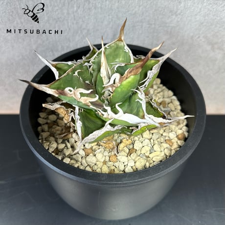 アガベ チタノタ 巨獣 4.5号 【Dragon AGAVE】