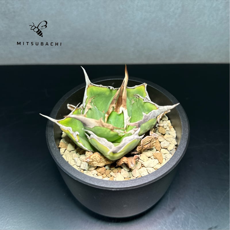 アガベ チタノタ 巨獣 3号 【Dragon AGAVE】 | Green Shop MITS