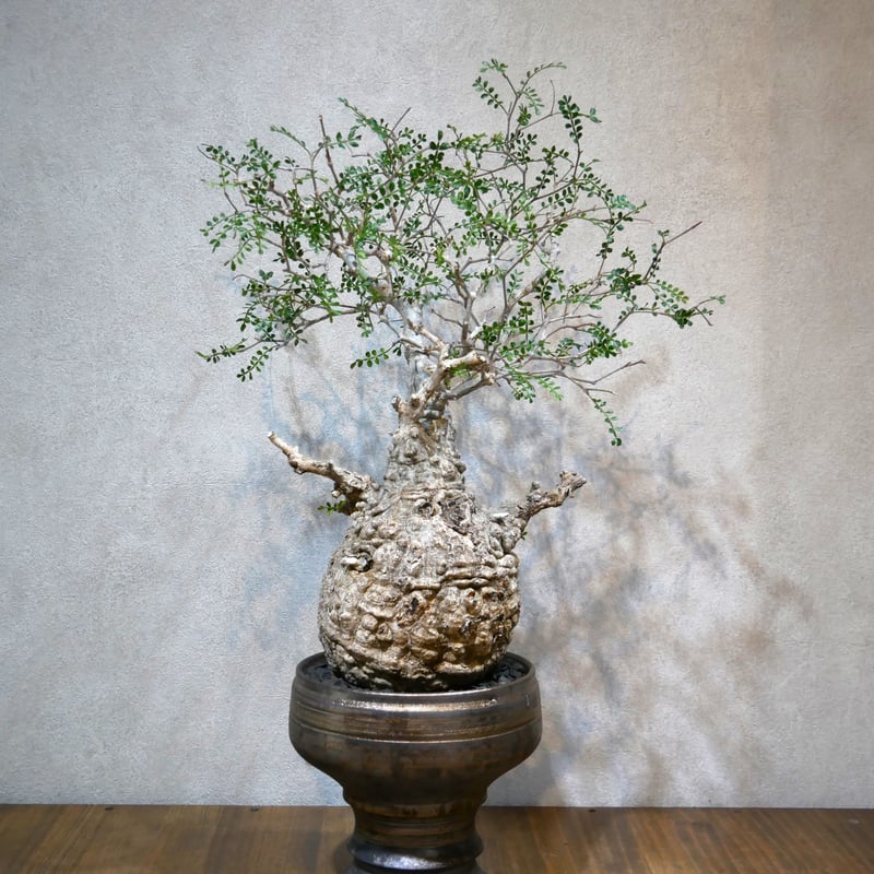 【良株】オペルクリカリア・パキプス57 オペルクリカリア パキプス | Green Shop MITSUBACHI