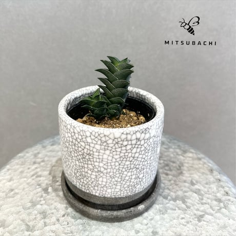 Green Shop MITSUBACHI