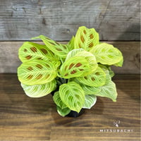 マランタ　ライトベインズ　3.5号