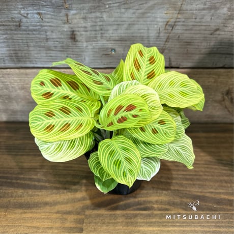 ITEM | Green Shop MITSUBACHI