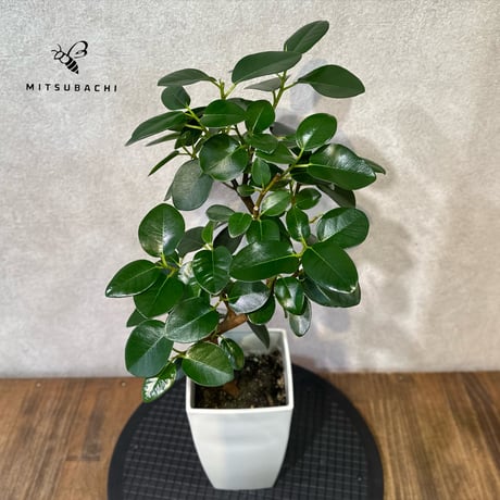 フィカス　ルビギノーサ（フランスゴム）　5.5号