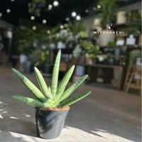 サンスベリア　ボンセレンシス　5号