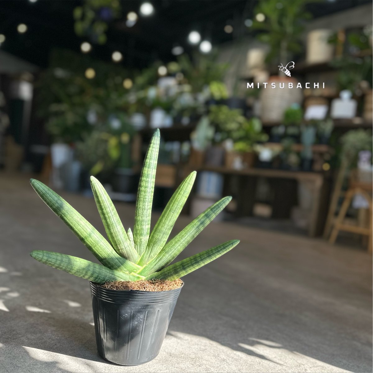 サンスベリア ボンセレンシス 5号 | Green Shop MITSUBACHI