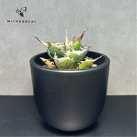 ペラルゴニウム トリステ 鉢Set | Green Shop MITSUBACHI