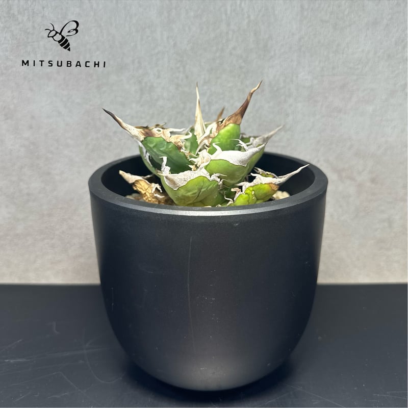 アガベ チタノタ 巨獣 4.5号 【Dragon AGAVE】 | Green Shop MI