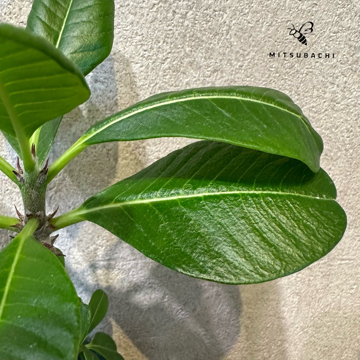 パキボディウム ウィンジリー | Green Shop MITSUBACHI