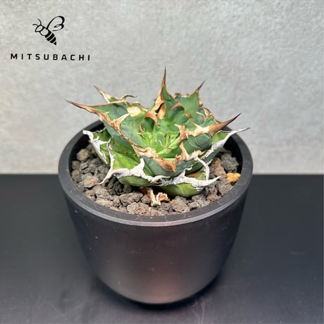 アガベ チタノタ 胖鯨 4号 【Dragon AGAVE】