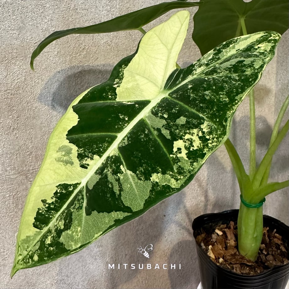 6822e65d24c2f40001493071
