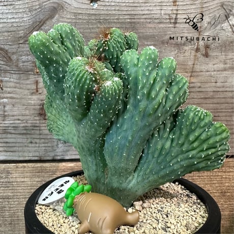 Green Shop MITSUBACHI